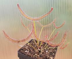 Attēlu rezultāti vaicājumam “Diderma roanense stalked”