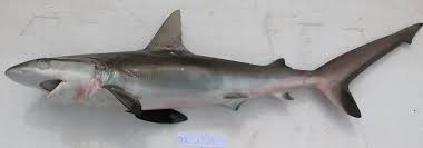 Image result for Carcharhinus amblyrhynchos