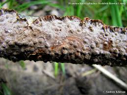 Attēlu rezultāti vaicājumam “Hymenochaete tabacina”