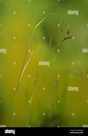 Attēlu rezultāti vaicājumam “Carex sylvatica fruit”