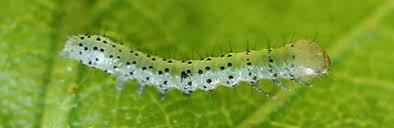 Attēlu rezultāti vaicājumam “Brachionycha nubeculosa”