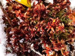 Attēlu rezultāti vaicājumam “Sphagnum magellanicum”