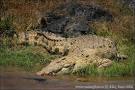 Nile Crocodile Photos, Nile Crocodile Images | Photobank NaturePhoto-