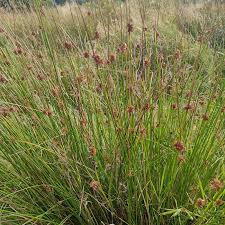 Attēlu rezultāti vaicājumam “Juncus conglomeratus”