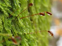 Attēlu rezultāti vaicājumam “Pleurocarpous mosses sporophyte”