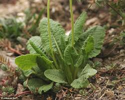 Image result for Primula veris