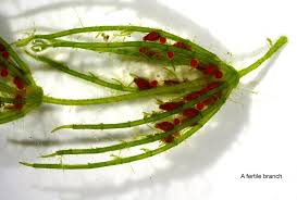 Attēlu rezultāti vaicājumam “Chara filiformis”