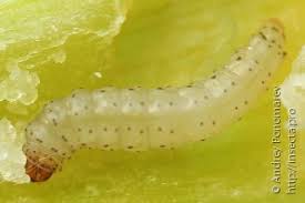 Attēlu rezultāti vaicājumam “Acrolepiopsis assectella”