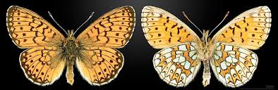 Attēlu rezultāti vaicājumam “Boloria eunomia”