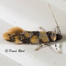 Attēlu rezultāti vaicājumam “Oecophoridae”