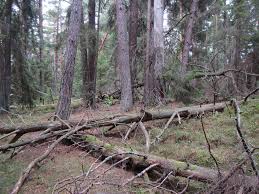 Attēlu rezultāti vaicājumam “Cribraria intricata”