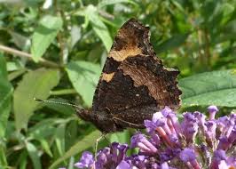 Attēlu rezultāti vaicājumam “Inachis io upperside”