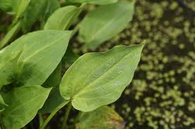 Attēlu rezultāti vaicājumam “Alisma plantago-aquatica leaf”