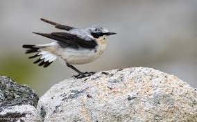 Attēlu rezultāti vaicājumam “Oenanthe oenanthe”