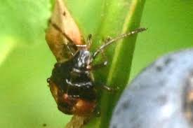 Attēlu rezultāti vaicājumam “Zicrona caerulea nymph”