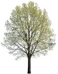 Attēlu rezultāti vaicājumam “Quercus robur”