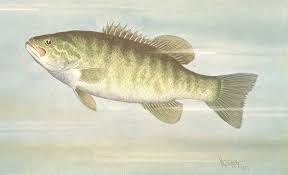 Image result for Micropterus dolomieu