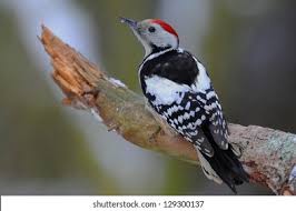 Attēlu rezultāti vaicājumam “Dendrocopos medius”