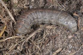 Attēlu rezultāti vaicājumam “Agrotis ripae larva”