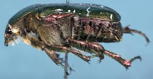 Attēlu rezultāti vaicājumam “Cetonia aurata imago”