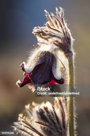 Attēlu rezultāti vaicājumam “Pulsatilla pratensis bud”