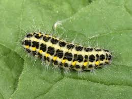 Attēlu rezultāti vaicājumam “Zygaena lonicerae”