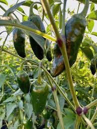 Afbeeldingsresultaat voor jalapeno early hot pepper