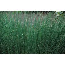 Attēlu rezultāti vaicājumam “Juncus inflexus”