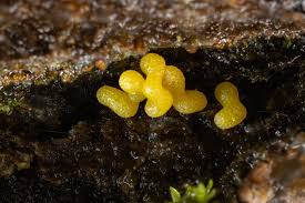 Attēlu rezultāti vaicājumam “Physarum alexandrowiczii spores”