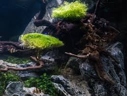 Attēlu rezultāti vaicājumam “Riccia fluitans”