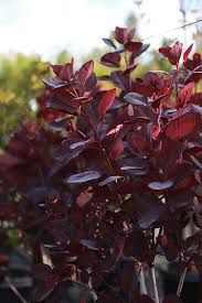 Attēlu rezultāti vaicājumam “Cotinus coggygria leaf”
