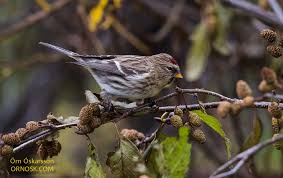 Attēlu rezultāti vaicājumam “Carduelis flammea female”