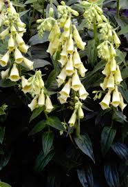 Image result for Digitalis lutea