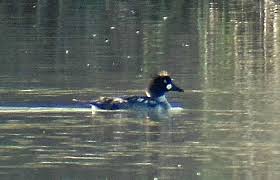 Attēlu rezultāti vaicājumam “Bucephala clangula male”