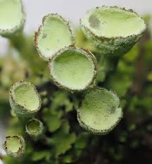 Attēlu rezultāti vaicājumam “Cladonia fimbriata”
