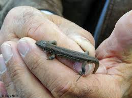 Attēlu rezultāti vaicājumam “Lacerta agilis”