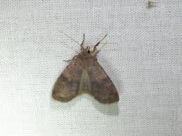 Attēlu rezultāti vaicājumam “Diarsia florida”