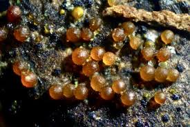 Attēlu rezultāti vaicājumam “Nectria episphaeria”