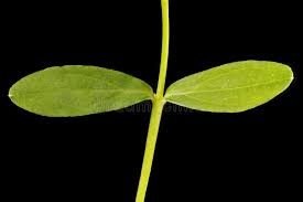 Attēlu rezultāti vaicājumam “Hypericum perforatum leaf”