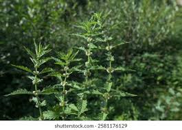 Attēlu rezultāti vaicājumam “Lycopus europaeus leaf”