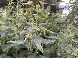 Attēlu rezultāti vaicājumam “Urtica dioica flower”