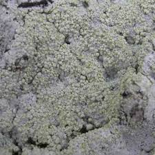 Attēlu rezultāti vaicājumam “Dibaeis baeomyces”