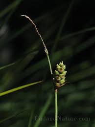 Attēlu rezultāti vaicājumam “Carex globularis”