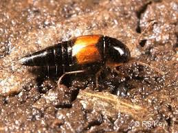 Attēlu rezultāti vaicājumam “Tachyporus sp.”