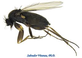 Attēlu rezultāti vaicājumam “Phoridae”