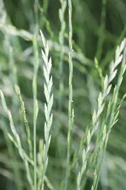 Attēlu rezultāti vaicājumam “Lolium perenne”