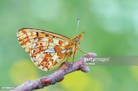 Attēlu rezultāti vaicājumam “Clossiana selene underside”