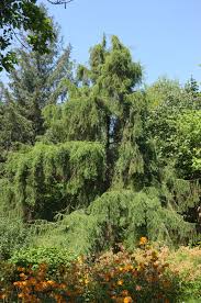 Attēlu rezultāti vaicājumam “Larix”