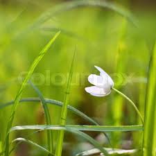 Attēlu rezultāti vaicājumam “Isopyrum thalictroides flower”