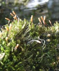 Attēlu rezultāti vaicājumam “Pylaisia polyantha sporophyte”